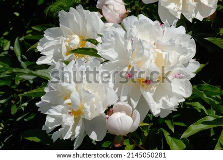 peony 'Gardenia' with double white flower Royalty-Free Stock Photo #2145050281