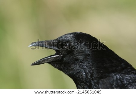 A head shot of a calling wild Carrion Crow, Corvus corone,.
 Royalty-Free Stock Photo #2145051045