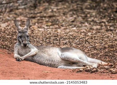 Kangaroo marsupial mammal, endemic to Australia. Kangaroo rest on the red sand. Funny big animal.  Ecotourism concept