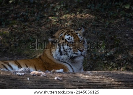 In the wild, the tiger spends a lot of time hunting, because on average only every tenth attack is successful. The big cat sneaks up and tries to overpower the victim by jumping from behind.