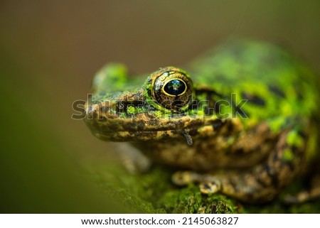 close up on the eye of a frog