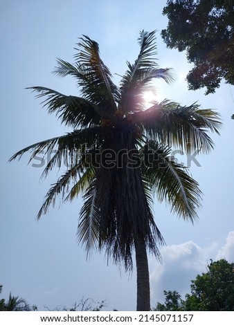 The coconut tree has yellow fruit and is very fruitful.