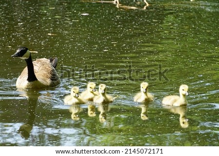 A group of small, fluffy, fuzzy ducklings, swimming with an adult Canadian Goose on a pond in Wandsworth Common, in Southwest London.  Image has copy space.