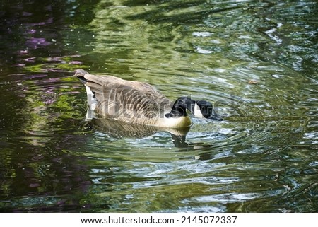An adult Canadian Goose swimming on a pond in Wandsworth Common, in Southwest London.  Image has copy space.