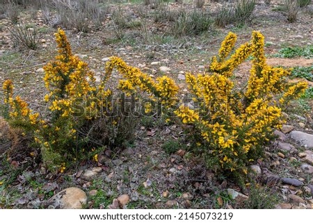 Thorny Gorse bushes with their yellow inflorescences in spring. Ulex europaeus.