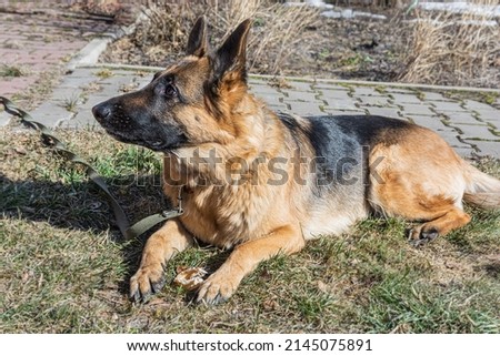 German Shepherd sits on the lawn with a bone. A young female German Shepherd.