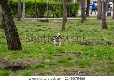 Happy jack russell terrier dog playing with a stick. The dog runs after a stick in the park