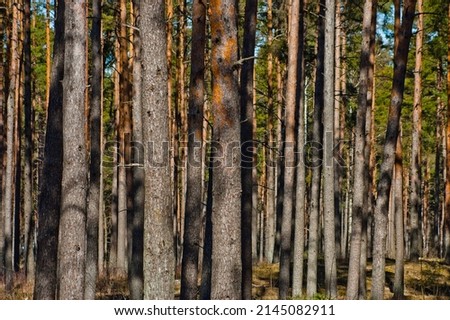 forest landscape, pictured pine forest in spring against a blue sky.