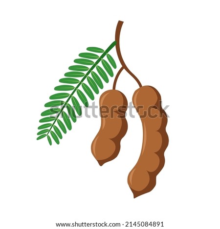 Vector illustration of tamarind or tamarindus indica, with green leaves, isolated on white background. Royalty-Free Stock Photo #2145084891
