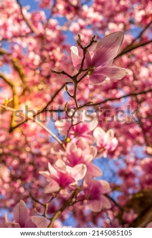 Many magnolia flowers in spring in evening light
