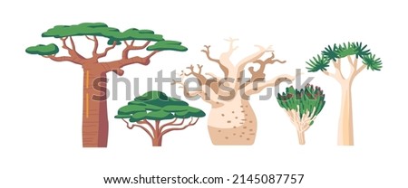Tropical and Subtropical Rainforest Biome, African Vegetation Baobab or Adansonia, Quiver Tree or Aloidendron Dichotomum, Acacia and Tulip Tree or Spathodea Campanulata. Cartoon Vector Illustration