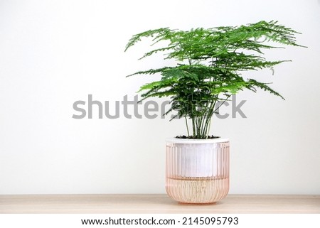 Asparagus Setaceus (also known as Asparagus fern) plant in a clear pink pot stands on the right side of wooden table, decorating home interior Royalty-Free Stock Photo #2145095793