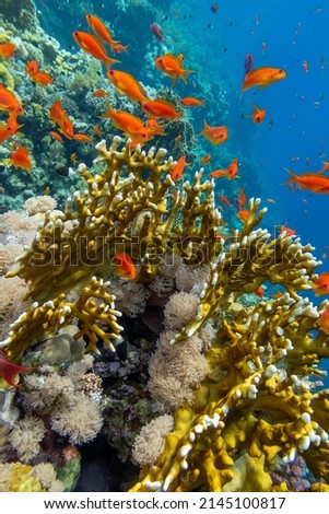Colorful, picturesque coral reef at the bottom of tropical sea, yellow fire coral, exotic fishes anthias, underwater landscape