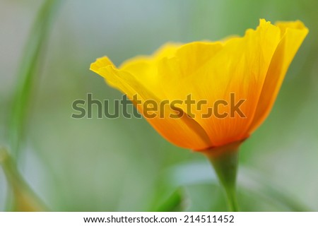 close up of california poppy flower