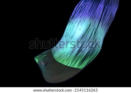 Close up Beautiful  leaf in multicoloured  neon light on a black. Minimalism retro style concept. Background pattern for design. Macro photography view.