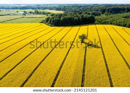 green trees in the middle of a large flowering yellow repe field, view from above Royalty-Free Stock Photo #2145121201