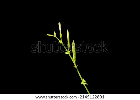 grass flowers on a black background