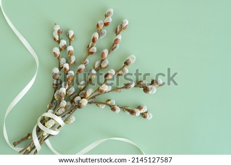 pussy willow bouquet on a green background, copy space. beautiful fluffy sprigs of willow blooming on a green table, top view. Easter floral card, spring flowers and plant, eco friendly Royalty-Free Stock Photo #2145127587