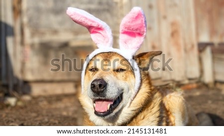 A happy dog with rabbit ears squints in the sun on a spring day. High quality photo
