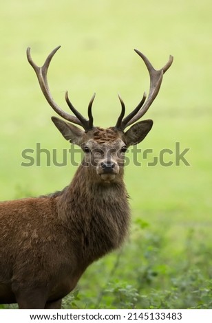 red deer stag cervus elaphus isolated from the background during the autumn rut Royalty-Free Stock Photo #2145133483