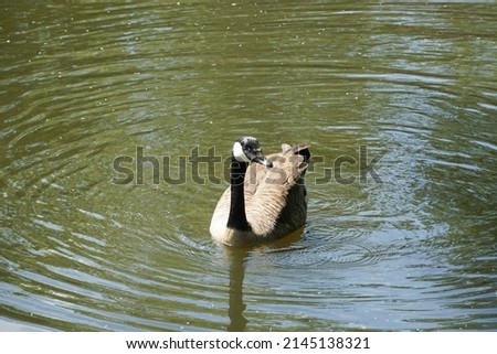 An adult Canadian Goose swimming on a pond in Wandsworth Common, in Southwest London.  Image has copy space.