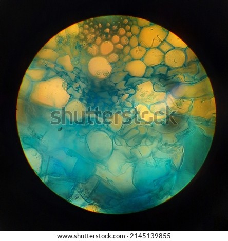 a cross section of a plant, where the cells are blue, under the microscope. The single cells and a half vascular bundle can be recognized Royalty-Free Stock Photo #2145139855