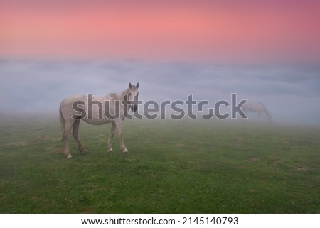 horses at beautiful morning sunrise with fog