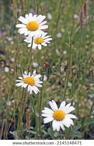 Oxeye daisies, Castelluccio di Norcia, Italy
 Royalty-Free Stock Photo #2145148471