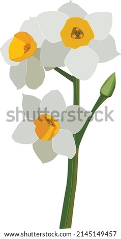 Watercolor white narcissus. Spring botanical simple illustration. Floral elegant art. 