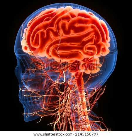 Central Organ of Human Nervous System Brain anatomy. 3D
