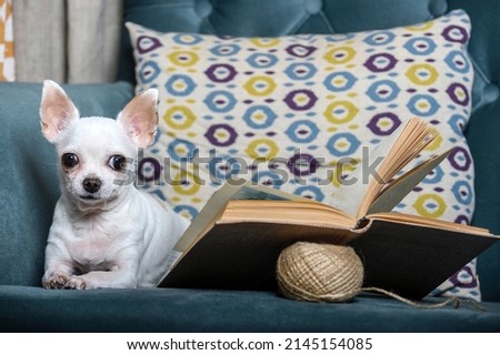 A small white chihuahua dog reads a book while lying in a comfortable chair in the living room and casting an attentive look at the camera. Studio photo of a smart dog.