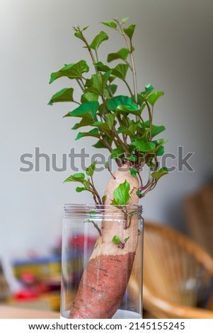 A sweet potato grown hydroponic plant pot