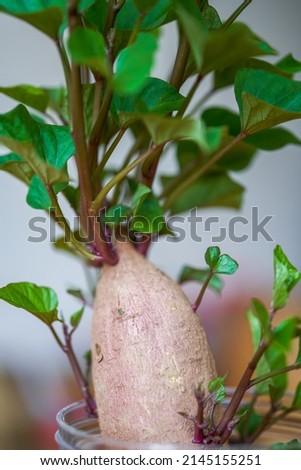 A sweet potato grown hydroponic plant pot