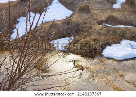 Forest with river in spring. Blooming willow on the snowy shore