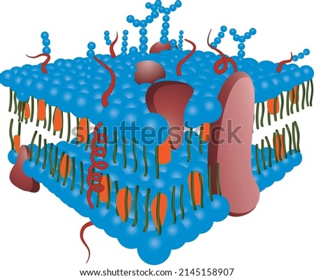 Detailed diagram models of the cell membrane
