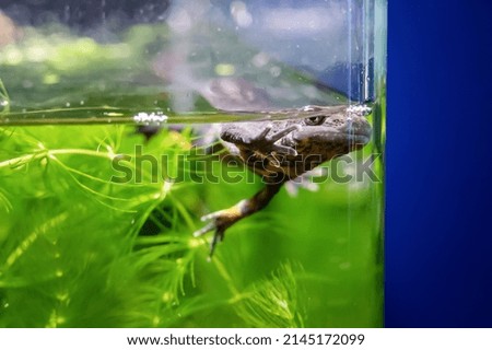Crested newt swimming in aquarium with green water plant
