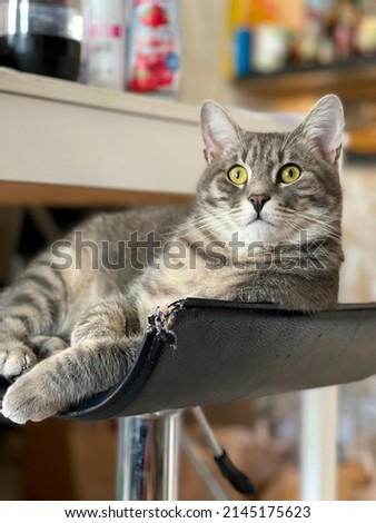 Cute young gray tabby cat with yellow eyes, sitting or lying on a leather seat and looking at the lens, with very blurred background