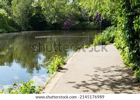 A group of small, fluffy, fuzzy ducklings, swimming with adult Canadian Geese seen at a distance on a pond in Wandsworth Common, in Southwest London.  Image has copy space.