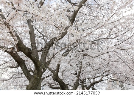 Cherry blossom trees at Roosevelt island in New York city