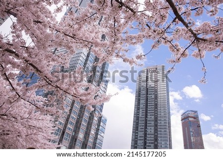 Beautiful view of Cherry blossom with Modern building in New York city
