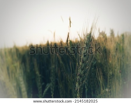 Green ears of wheat on the field

