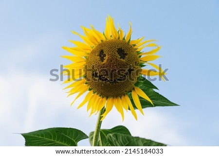 Ripe sunflower with eyes and a smile. Cheerful sunflower at sunset. Fun idea of smiling face on sunflower.