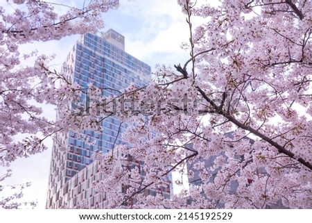 Beautiful view of Cherry blossom with Modern building in New York city