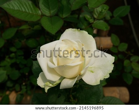 Beautiful white flowers in the garden