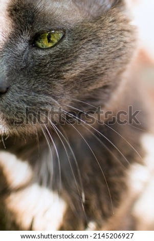 Wise gray senior zen cat with whiskers