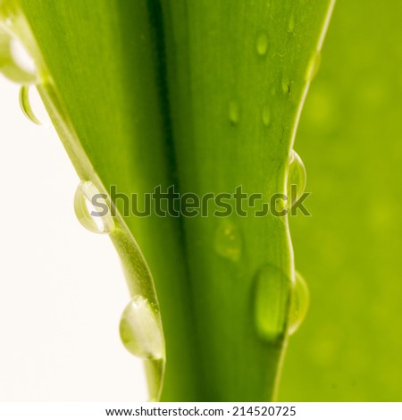 Composition with leaves and water drops 