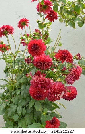 Red coloured dahlia flower.Dahlia is a genus of bushy, tuberous, herbaceous perennial plants. It's garden relatives include the sunflower, Daisy, chrysanthemum and zinnia. Family Asteraceae. Royalty-Free Stock Photo #2145212227