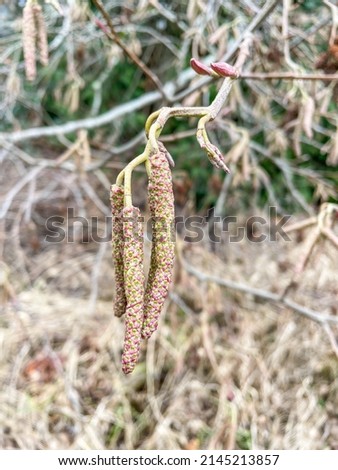 Common alder (Alnus glutinosa) is a species of tree in the family Betulaceae, native to most of Europe, southwest Asia and northern Africa. 