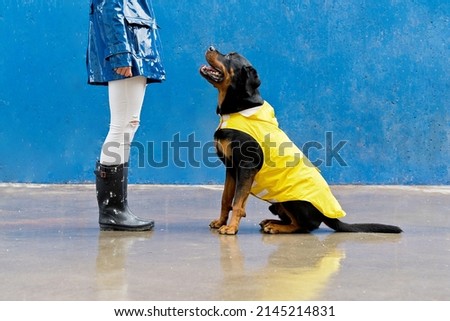Low angle view of woman and dog with yellow raincoat. Horizontal view of woman training rottweiler under the rain isolated on blue background. People and animals concept.