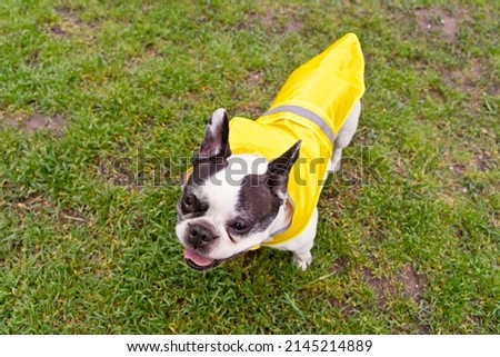 Top view of dog with raincoat in the park. Horizontal high angle view of french bulldog wearing yellow raincoat isolated on green background. Animals concept.